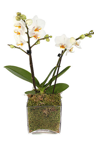 Orchids By Post UK | Cut & Potted Orchids by Post