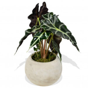 Alocasia Amazonica Polly