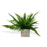 Boston Fern