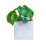 Chinese Money Plant
