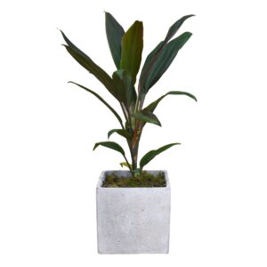 Cordyline