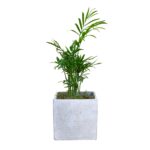 Parlour Palm