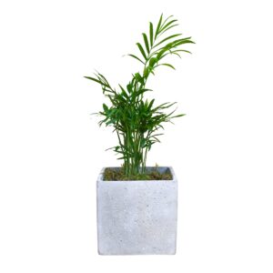 Parlour Palm