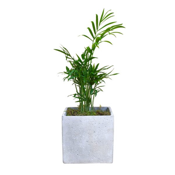 Parlour Palm