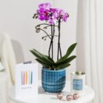 Phalaenopsis Birthday Gift