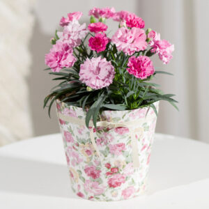 Pink Carnation Plant in Floral Pot